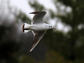 Close -up photo of a flying seagull. Isolated bird on background of green trees. Caspian Gull, Larus cachinmans