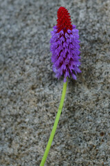Purple flower on rock