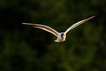 Close-up photo of flying gull. Isolated bird on neutral dark green background. Black-headed gull, Chroicocephalus ridibundus