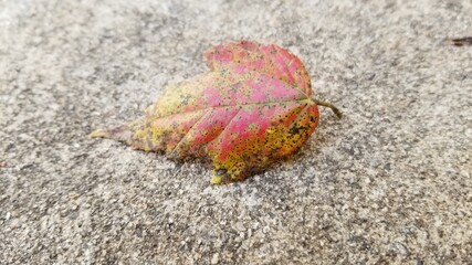 leaf on the ground