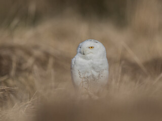 Obraz premium Close-up portrait of a great strong white owl with huge yellow eyes. Snowy Owl, Bubo scandiacus.