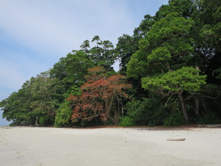 Isole Andamane - spiaggia e alberi