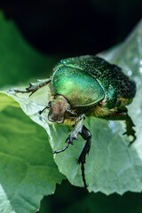 Large green beetle on a leaf