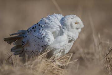 Close-up portrait of a great strong white owl with huge yellow eyes. Snowy Owl, Bubo scandiacus.