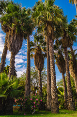 Fototapeta premium palm tops against a blue-purple image and sunshine