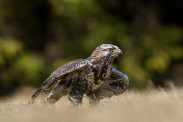 Close-up photo of wounded buzzard trying to hunt. Rough-legged Buzzard, Buteo lagopus.