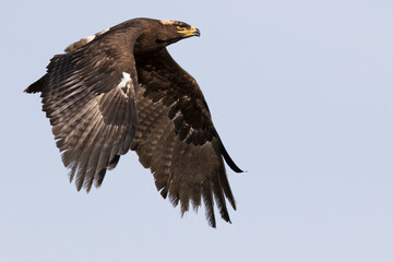 A great strong bird of prey Steppe Eagle, Aquila nipalensis, flying in a dynamic pose in neutral background.