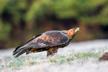 Close-up portrait of Golden Eagle in natural environtment, Aquila chrysaetos.