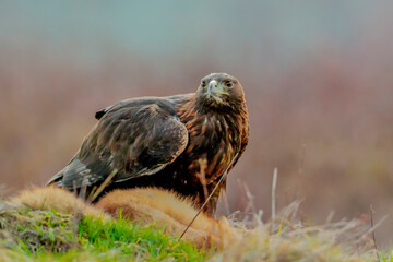 Close-up portrait of Golden Eagle with hunted fox in natural environtment, Aquila chrysaetos.