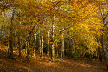 Fototapeta premium Autumn colorfully trees in a forest background