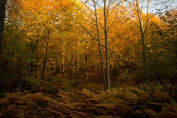 Obraz premium Autumn colorfully trees in a forest background