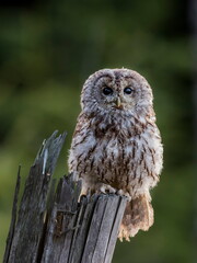 Close-up portrait of a beautiful owl in the backlight of the morning sunshine on a neutral background of a green forest. Tawny Owl, Strix aluco.