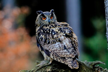 Close-up portrait of a great strong brown owl with huge red eyes on a red and green trees background. Eurasian Eagle Owl, Bubo bubo