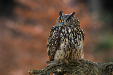 Close-up portrait of a great strong brown owl with huge red eyes on a red and green trees...