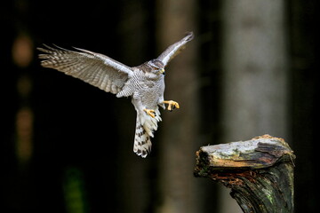 Bird of prey landing in a dark forest. Close-up portrait. Goshawk, Accipiter gentilis