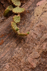 Cactus on Rock