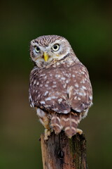Close -up portrait of a brown owl with shining yellow eyes and a yellow beak. Little Owl, Athene noctua.