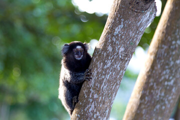 Brazilian titi monkey Callithrix jacchus in the forest of Rio de Janeiro, Brazil.