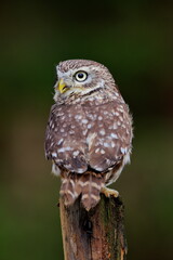 Close -up portrait of a brown owl with shining yellow eyes and a yellow beak. Little Owl, Athene noctua.