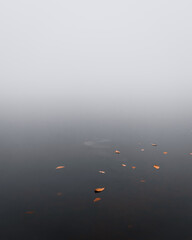 autumn leaves floating in lake water with fog 