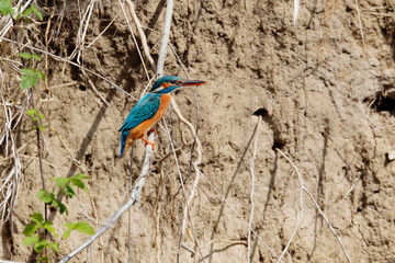 Close-up portrait of female of kingfisher waiting on a twig near the nest to her husband. Common Kingfisher, Alcedo atthis