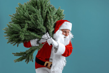 Santa man carrying artificial christmas tree. Christmas, new year, holidays. Bearded man dressed in festive costume of Santa Claus carries Christmas tree on blue background.