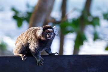 Two titi monkey Callithrix jacchus in the forest of Rio de Janeiro, Brazil.