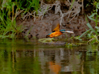 Kingfisher fleeing with caught fish. Flying jewel. Common Kingfisher, Alcedo atthis,