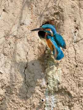 Close-up photo of kingfisher starting out of the nest. Common Kingfisher, Alcedo atthis