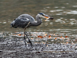 Close-up photo of gray heron with caught fish in beak, cold winter morning in dynamic scene. Grey Heron, Adrea cinerea