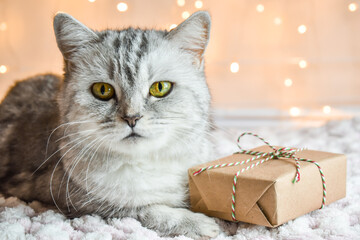 Cute cat is lying next to a Packed gift on the background of bokeh