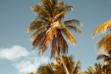 Fototapeta na wymiar Coconut palms illuminated by the bright sun, against the background of the tropical sky