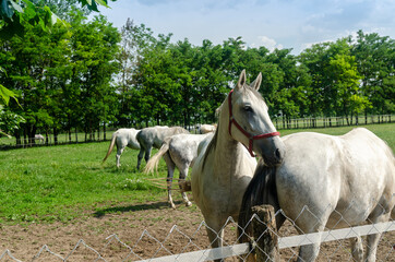 Fototapeta premium White horses standing on a farmland near a fence
