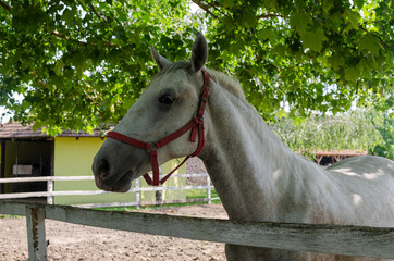 Close-up of a white horse with trees in a background