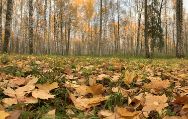 Yellow leaves lie on a green grass, Panorama of first days of autumn in a park, blue sky, Buds of trees, Trunks of birches, sunny day, path in the woods