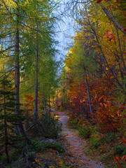 VERTICAL: Empty hiking trail runs through a beautiful autumn colored forest.
