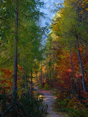 VERTICAL: Scenic path crosses woods in Kranjska Gora changing leaves in fall