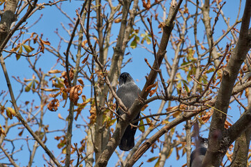 Jackdaw sitting on a branch of chestnut.