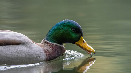 ente, bird, stockente, wasser, see, teich, natur, tier, wild lebende tiere,