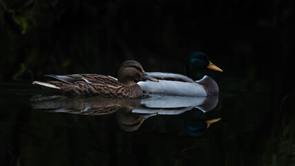 ente, bird, stockente, wasser, see, teich, natur, tier, wild lebende tiere,
