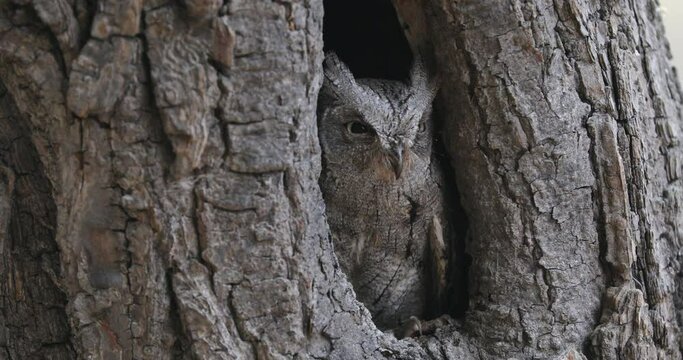 European scops owl, Otus scops, in tree hole at sunrise. Small owl peeks out from trunk. Bird also known as Eurasian scops owl. Wildlife scene. Morning in nature.