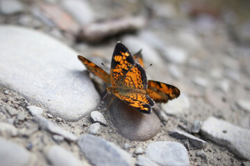 Macro orange butterfly on rocks