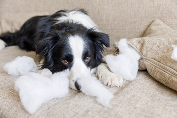 Naughty playful puppy dog border collie after mischief biting pillow lying on couch at home. Guilty dog and destroyed living room. Damage messy home and puppy with funny guilty look.