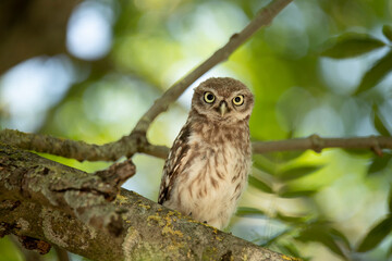 Young Little Owl (Athene Noctua) in a tree looking in camera