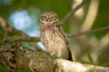 Young Little Owl (Athene Noctua) on a branch