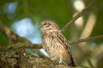 Young Little Owl (Athene Noctua) on a branch looking up