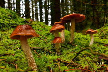 beautiful landscapes, waterfalls, forests full of mushrooms and views of the Isle of Skye in Scotland