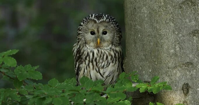 Ural owl, Strix uralensis, in beech forest. Owl perched on branch and peeks out from behind tree trunk. Beautiful grey owl in nature habitat. Wildlife scene. Bird of prey perched in green leaves.