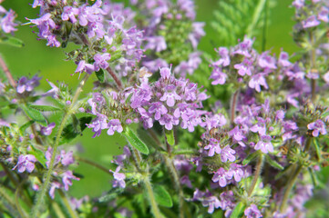 Thyme (Thymus serpyllum) blooms in nature