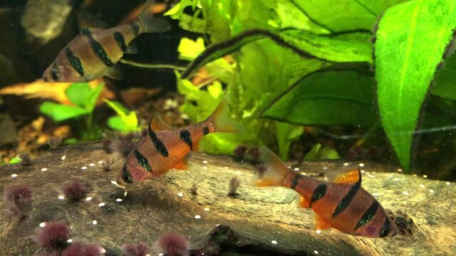 F&uuml;nfg&uuml;rtelbarben, Barbus pentazona im Aquarium